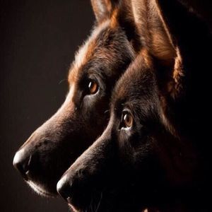 Meet your Posher, Ray